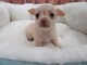 Gratis Chihuahua cachorros disponible - Foto 1