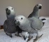 Gratis congo african gris loros