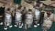 Gratis coon maine gatitos listo