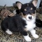 Gratis Corgi galés hermoso de la rebeca - Foto 1