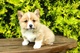 Gratis corgi galés pembroke cachorros