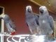 Gratis Criados a mano gris africano loros bebé - Foto 1