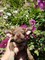 Gratis Diminuto Chihuahua para la adopción libre - Foto 1
