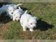 Gratis disponibles bichon maltes cachorros