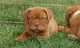 Gratis dogo de burdeos perritos