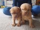 Gratis dogue de bordeaux cachorros !!regalo