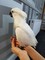 Gratis domesticar bebé cockatoo del paraguas