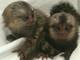 Gratis dos monos titis y monos capuchinos adorables
