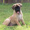 Gratis Excelente mastiff de toro disponible ahora - Foto 1