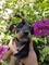 Gratis Excepcionalmente diminuto Chihuahua para la adopción - Foto 1