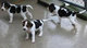 Gratis foxhound perritos disponible - Foto 1