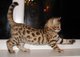 Gratis gatitos de bengala disponibles en adopcion