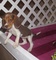 Gratis Gatitos hermoso Beagle cachorros disponible - Foto 1