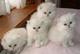 Gratis gatos persas disponible