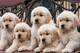 Gratis Golden Retriever perritos disponible - Foto 1