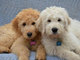 Gratis Goldendoodle perritos - Foto 1