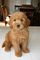Gratis goldendoodle perritos disponible - Foto 1