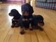 Gratis Gordon Setter perritos listo - Foto 1