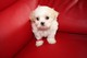 Gratis gorgeous bichon probado stud