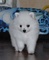 Gratis gran pomeranio cachorros