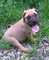 Gratis Gratis bullmastiff Cachorros listo regalo - Foto 1