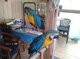 Gratis Guacamayo ara ararauna‏ para adopcion - Foto 1