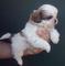 Gratis hermosas shitzu cachorros diponible