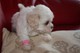 Gratis hermoso cachorros bichon frise pedigree