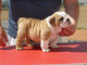 Gratis hermosos bulldog ingles - cachorros