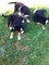 Gratis hermosos cachorros de montaña bernese ahora disponibles