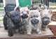 Gratis hermosos cairn terrier cachorros