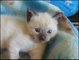 Gratis hermosos gatitos siameses 100% puros 