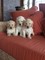 Gratis hermosos goldendoodle cachorros