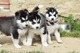 Gratis husky siberiano cachorros