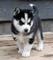 Gratis husky siberiano perritos - Foto 1