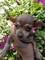Gratis Impresionante chica de Chihuahua blanco en adopción - Foto 2