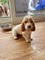 Gratis impresionante perrito basset hound 12 semanas para su adop