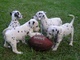 Gratis impresionantes dálmatas cachorros