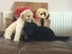 Gratis Impresionantes goldendoodle cachorros - Foto 1