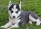 Gratis increíbles Siberiano Husky cachorros - Foto 1