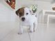 Gratis jack russell perritos listo