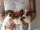 Gratis jack russell piernas cortas cachorros