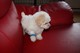 Gratis kc reg, bichon frize puppies ,,, mostrar standard