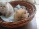 Gratis lindos gatos persas 