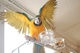 Gratis loros del macaw del azul y del oro