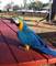 Gratis loros del macaw del azul y del oro listos