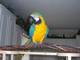 Gratis loros hermosos del macaw