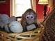Gratis macho y hembra mono capuchino para su adopción