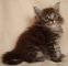 Gratis Magnífico Pedigree de los Maine Coons, los gatitos - Foto 1