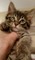 Gratis Maine Coons gatitos - Foto 1